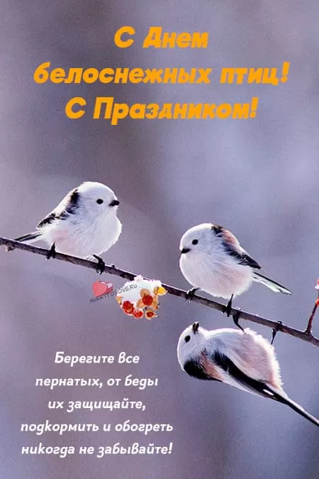 День белоснежных птиц — открытки с надписями, поздравления на 14 января 2024