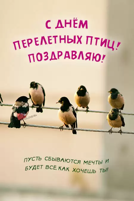 Всемирный день перелетных птиц — открытки с надписями, поздравления на 11 мая 2024